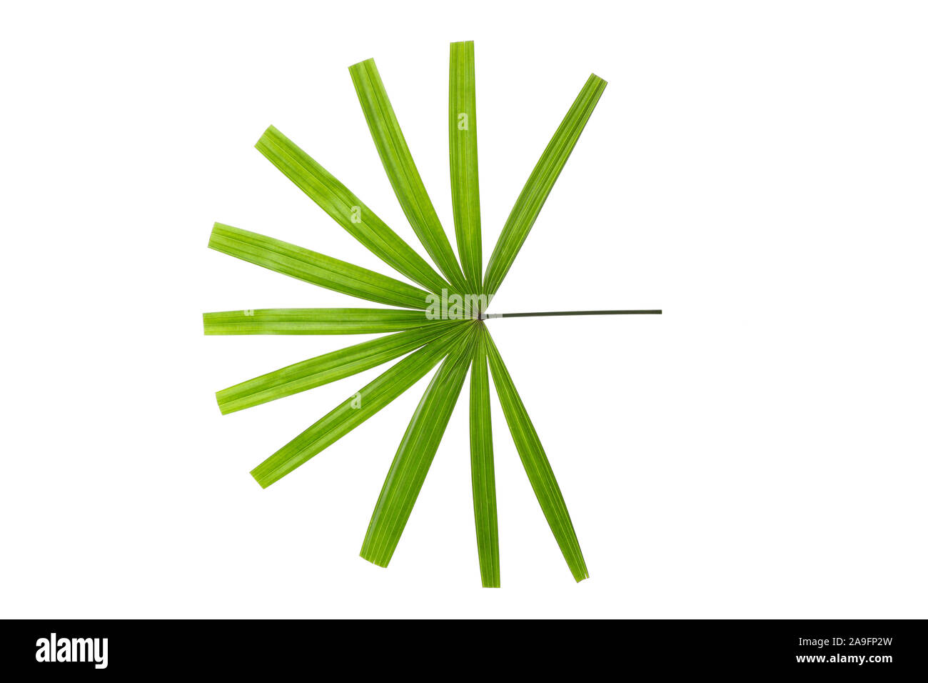 Green leaves of palm tree isolated on white background Stock Photo - Alamy