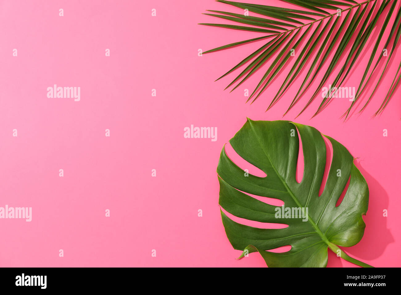Different palm leaves on pink background, copy space Stock Photo - Alamy