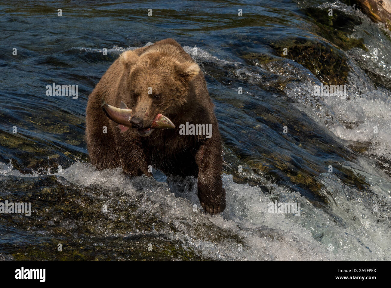 Brown Bear Catches Salmon at Katmai National Park, Alaska Stock Photo