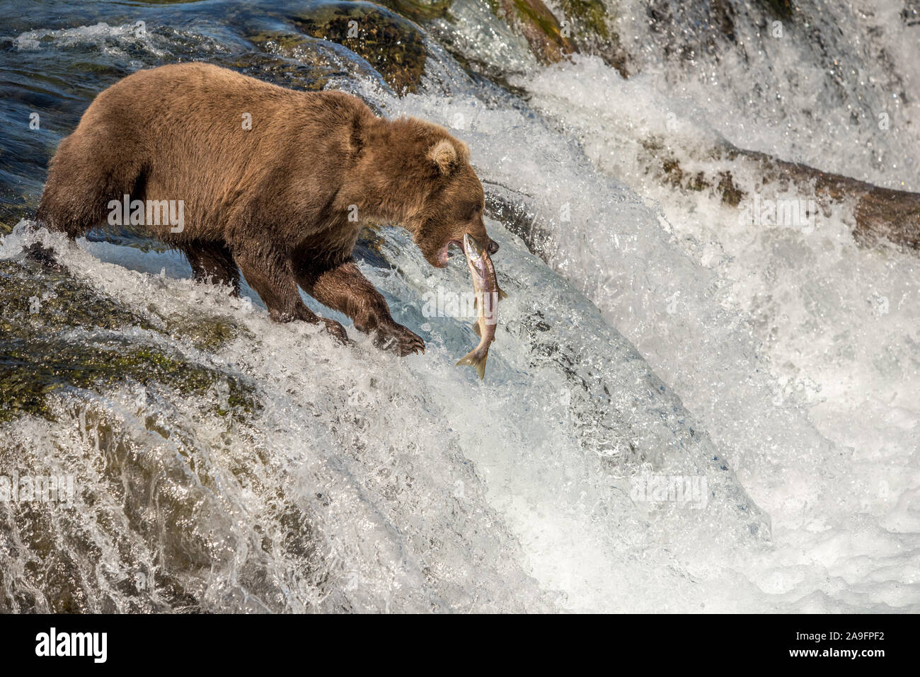 Brown Bear Catches Salmon at Waterfall, Katmai National Park, Alaska Stock Photo