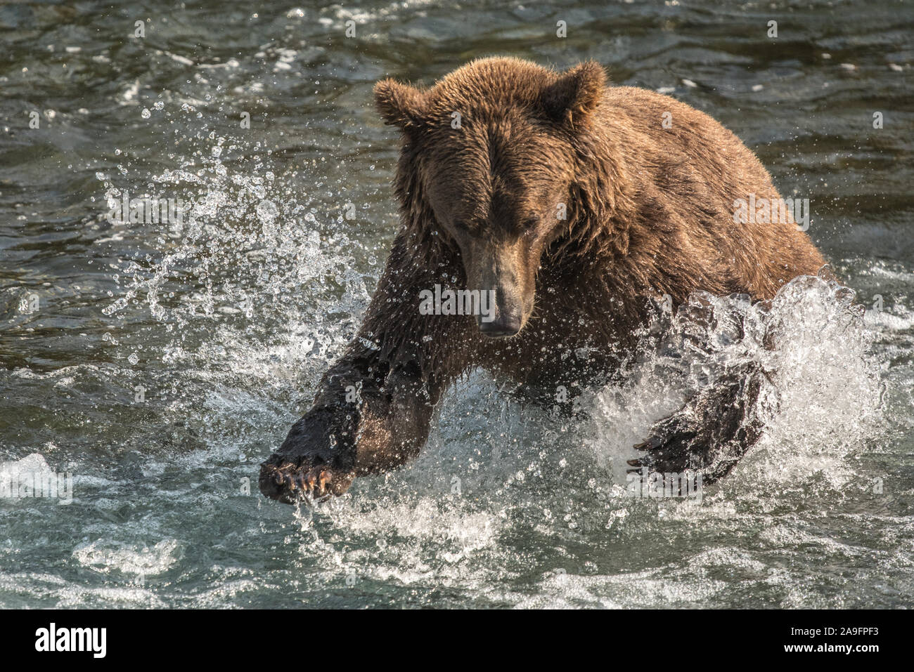 Brown Bear Pounces in Water with Claws Out, Katmai, Alaska Stock Photo