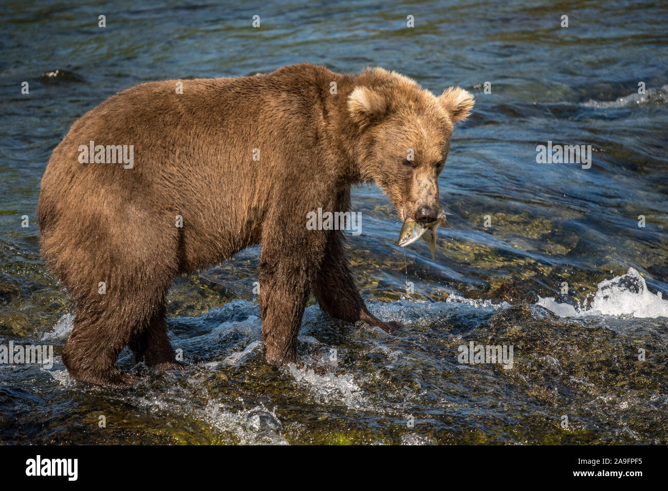 Brown Bear Catches Salmon in River in Katmai National Park, Alaska Stock Photo