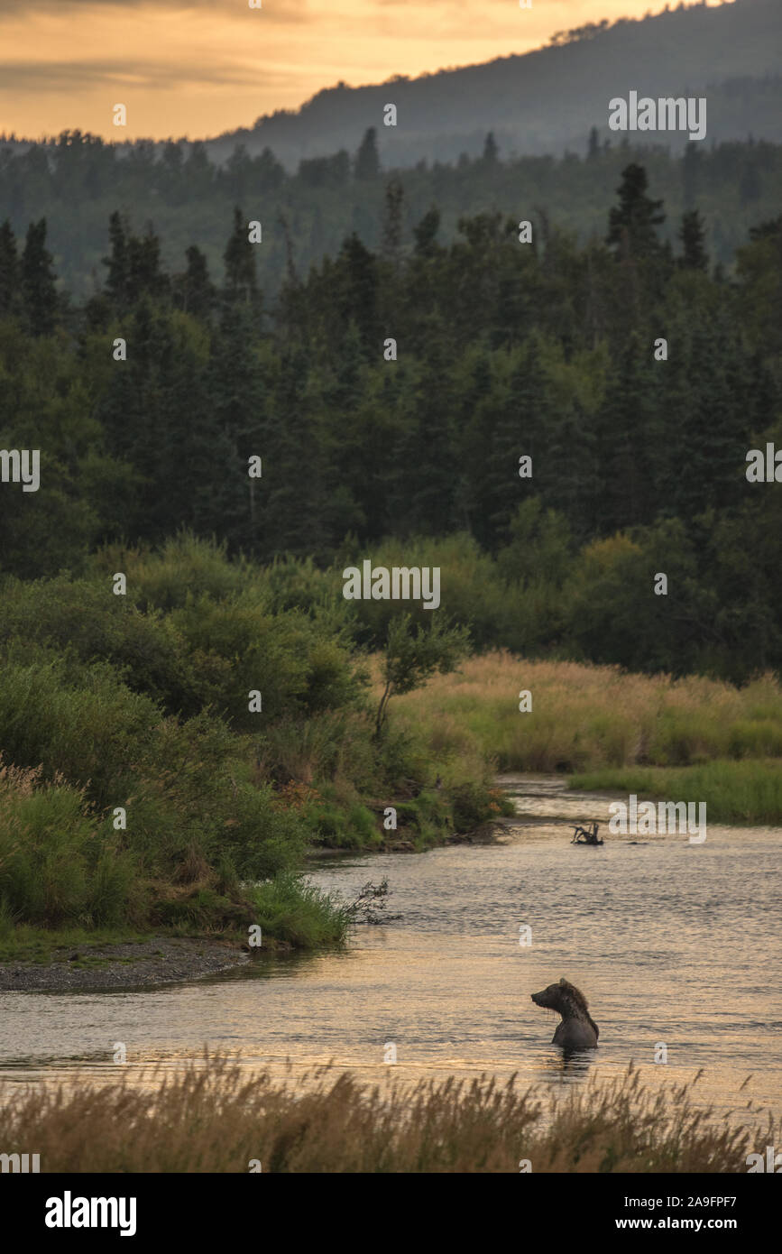 Brown Bear Sits In River During Sunset with Trees & Mountains, Alaska Stock Photo