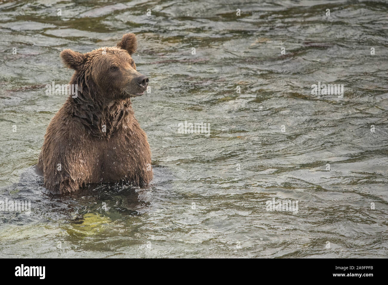 Brown Bear Sitting in Water with Salmon, Katmai National Park, Alaska Stock Photo