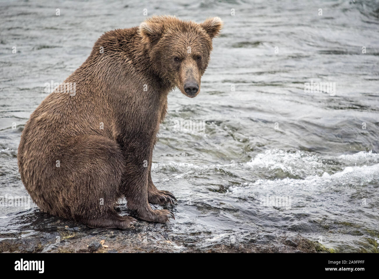 Brown Bear Sits At River's Edge and Looks at Camera, Katmai, Alaska Stock Photo