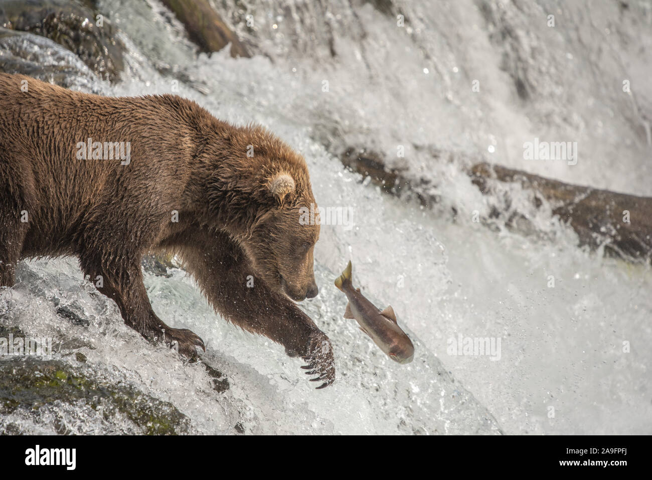 Brown Bear Attempts to Catch Salmon and Shows Claws at Waterfall Stock Photo