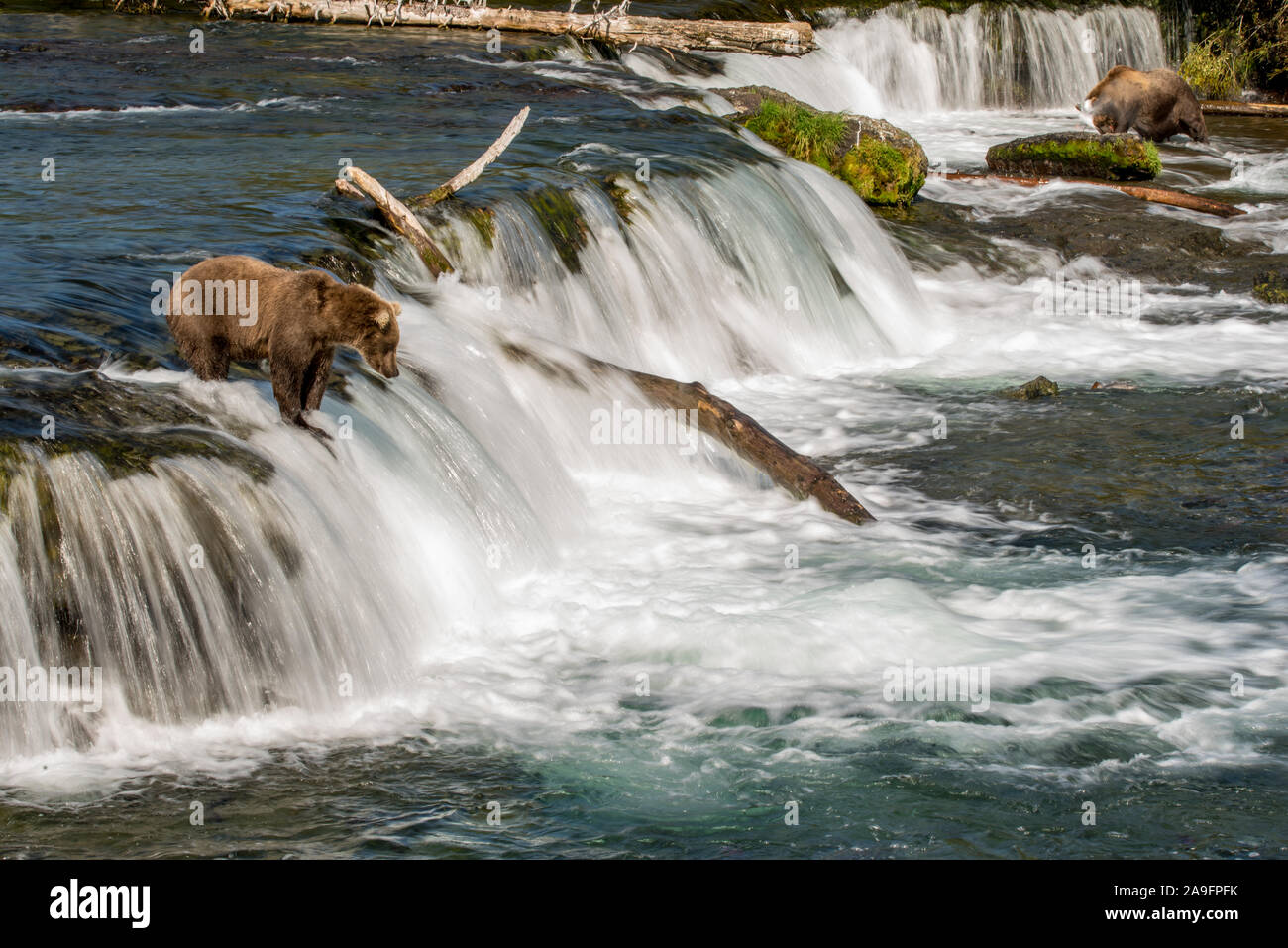 Brown Bear Waits for Salmon Atop Motion Blur Waterfall, Katmai, Alaska Stock Photo