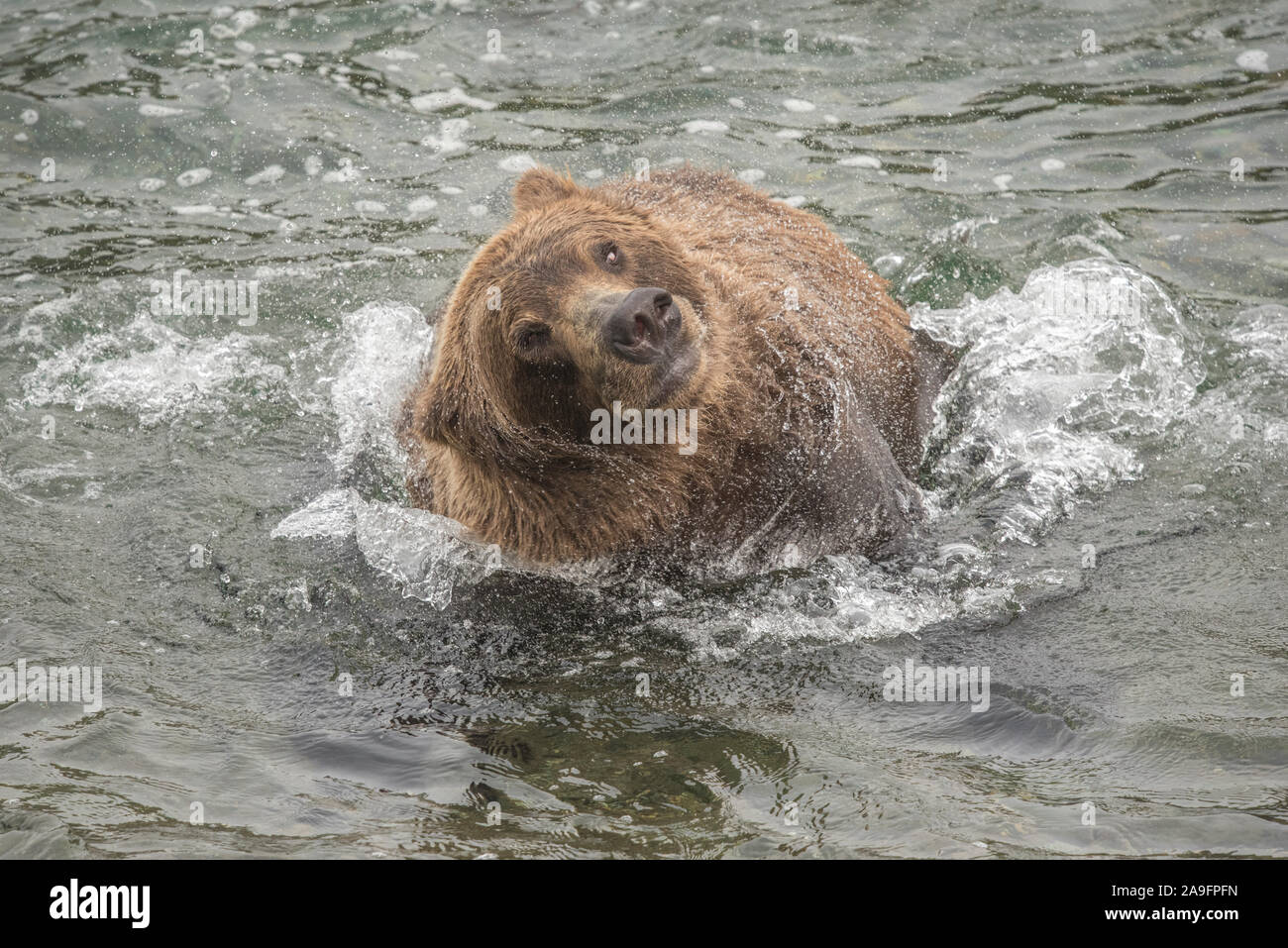 Brown Bear Shaking Off Water in River, Katmai National Park, Alaska Stock Photo