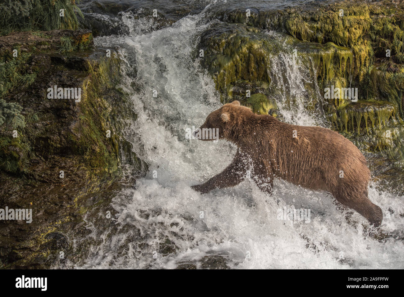 Brown Bear Runs Across Waterfall in Katmai National Park, Alaska Stock Photo