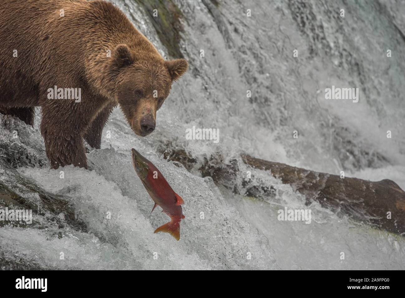 Brown Bear Fishes for Salmon Atop Waterfall, Katmai National Park, AK Stock Photo