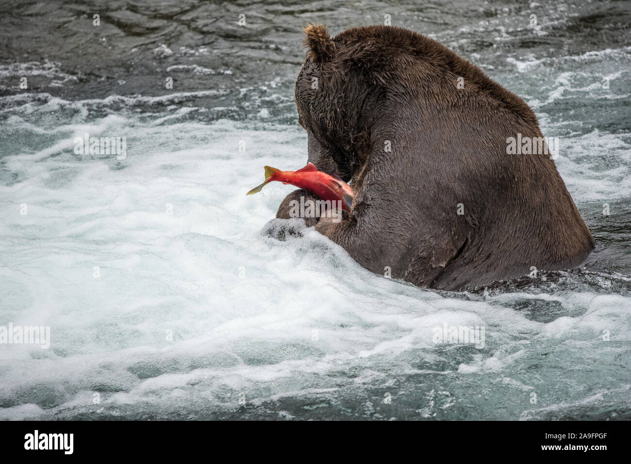 Brown Bear Eats Salmon in River, Katmai National Park, Alaska Stock Photo