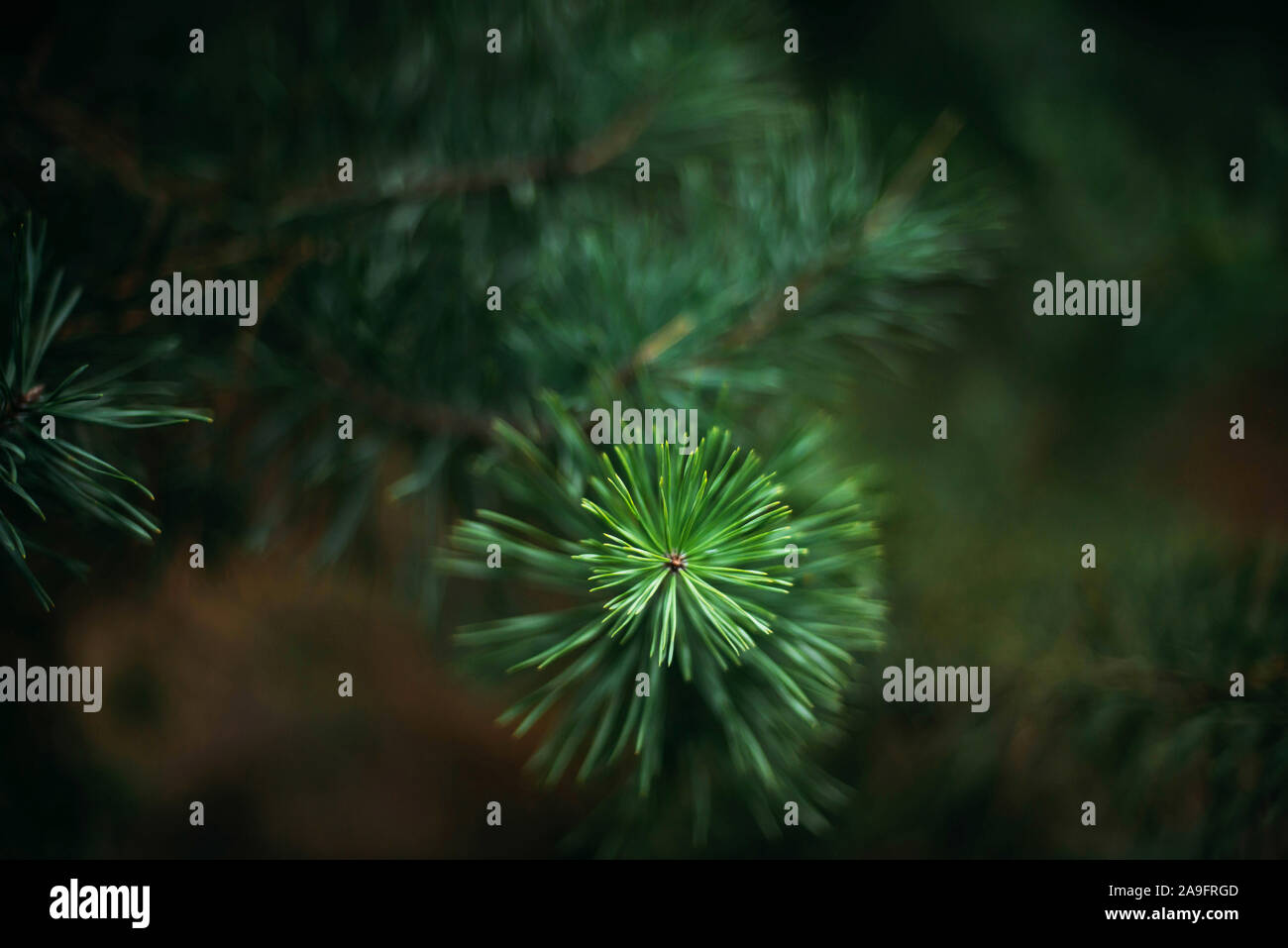 High in branches green tree hi-res stock photography and images - Alamy