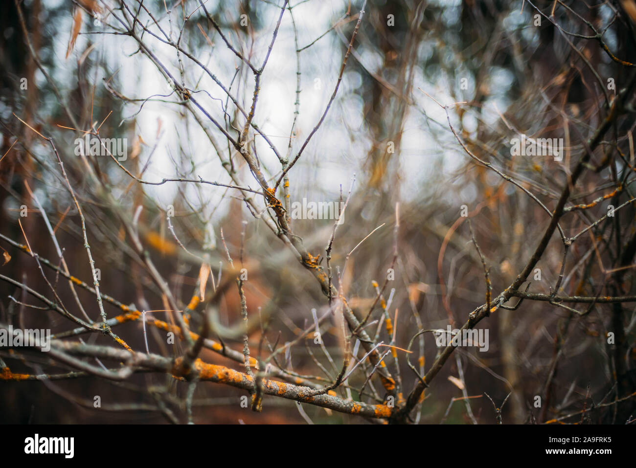 Dry branches in the autumn  forest Stock Photo