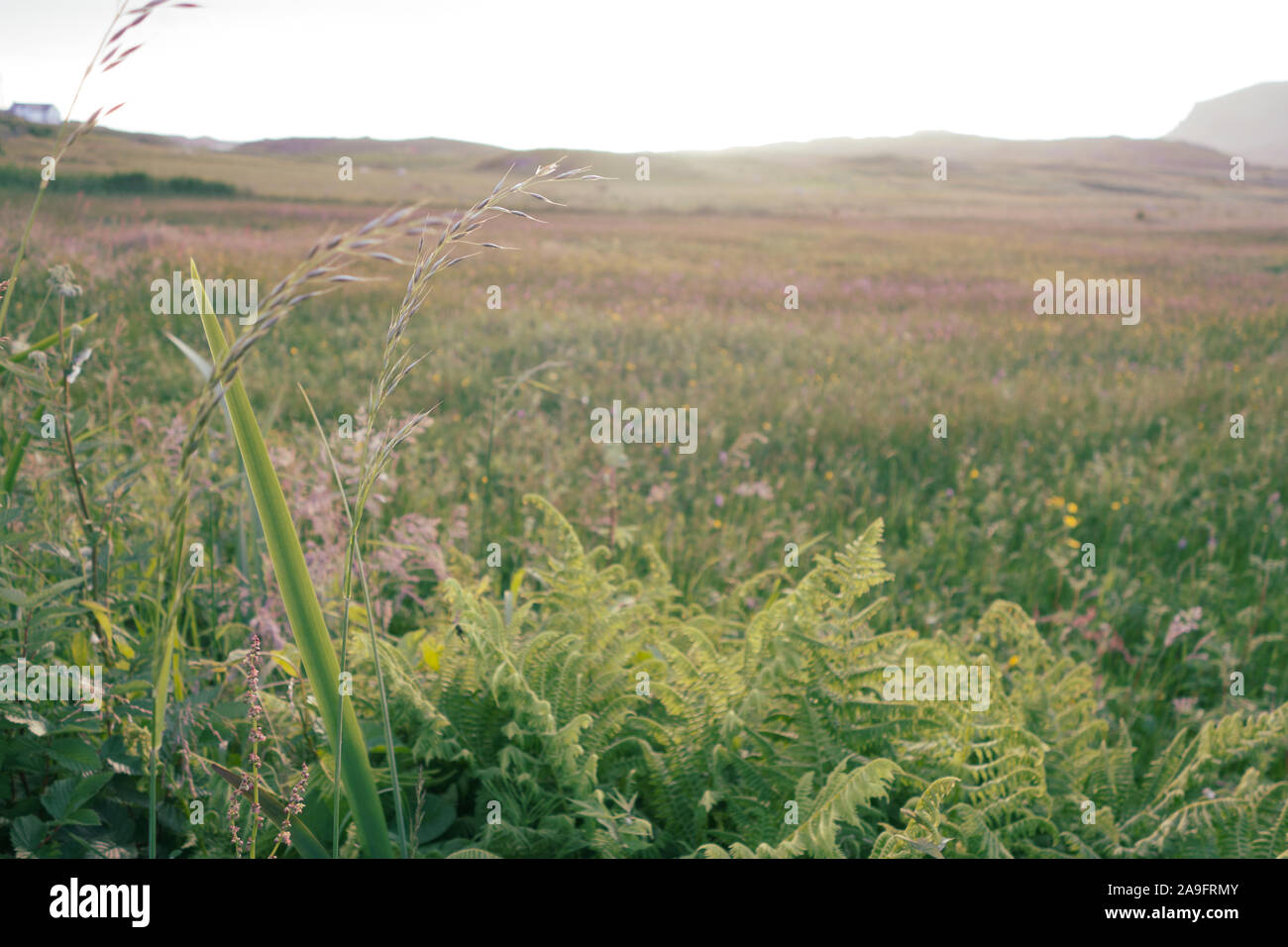 Rich grasslands in Ireland Stock Photo