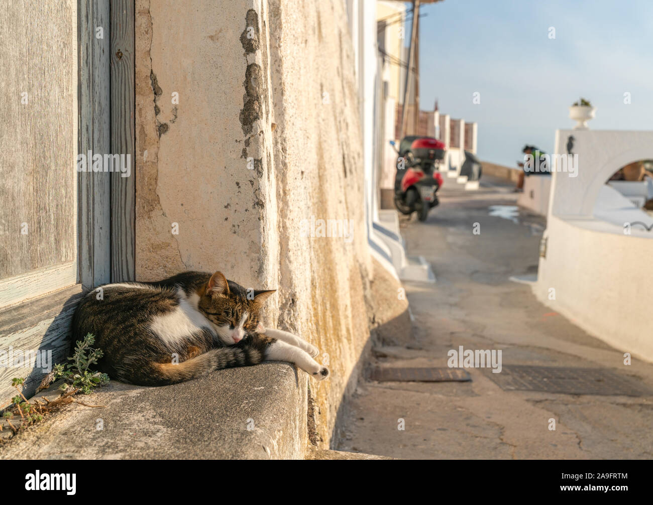 A cat sleeps on the quiet street of Fira, Santorini, Greece. Stock Photo