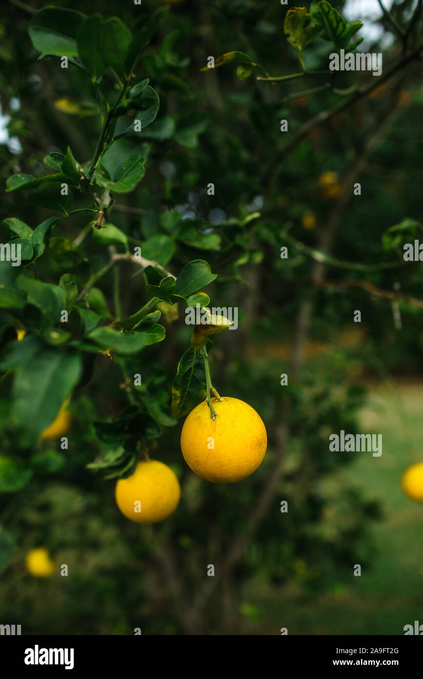 Citrus fruit hanging from a fruit tree Stock Photo Alamy