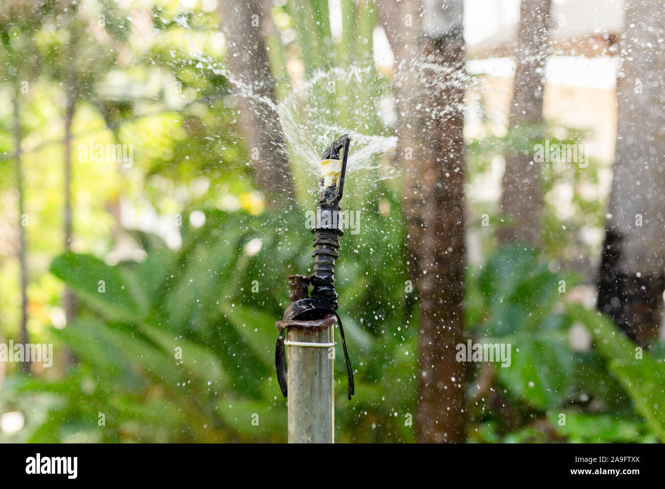Automatic sprinkler system watering the plant in the garden Stock Photo