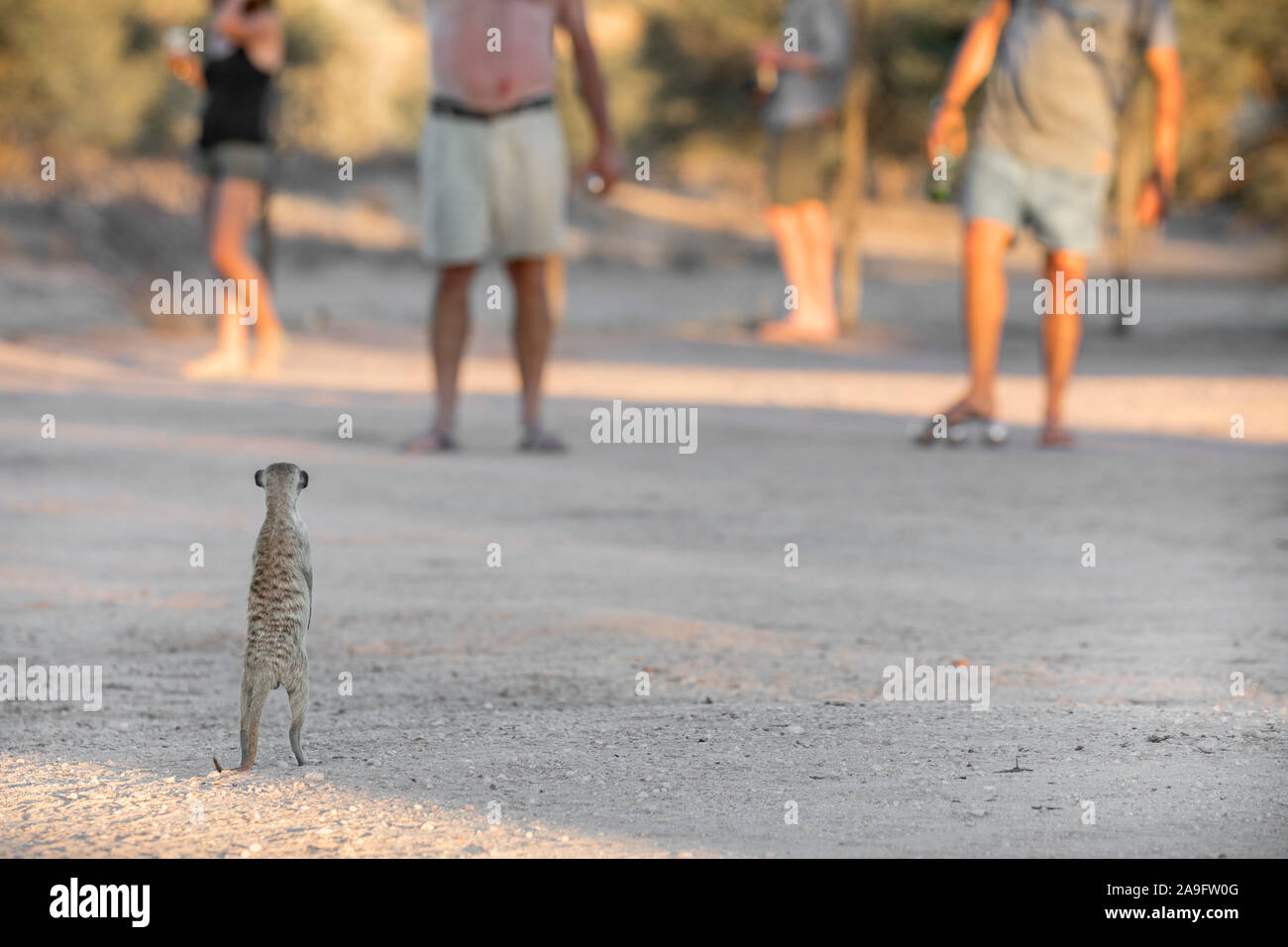 Meerkat (Suricata suricatta) on campsite, Kgalagadi Transfrontier Park, Northern Cape, South Africa Stock Photo