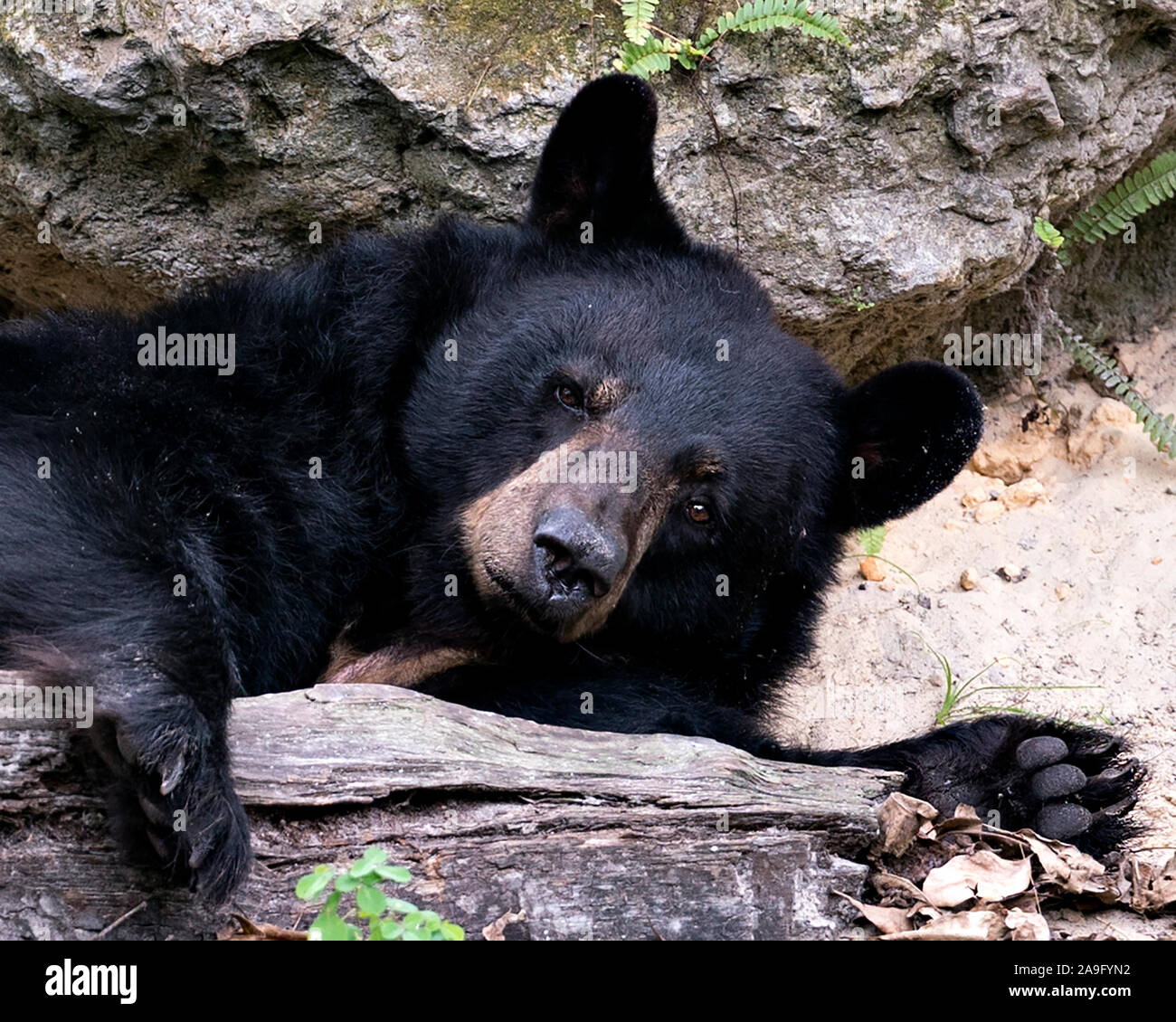 Bear resting by a rock and log and looking at the camera while exposing its  body, head, ears, eyes, muzzle, paws in its surrounding and environment ma  Stock Photo - Alamy