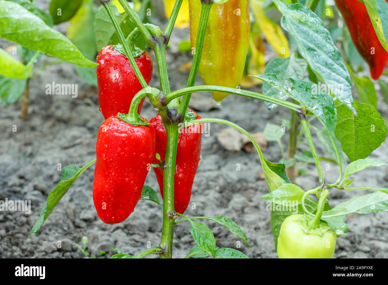 Ripe and unripe bell pepper with water drops growing on bush in the garden. Bulgarian or sweet pepper plant. Stock Photo