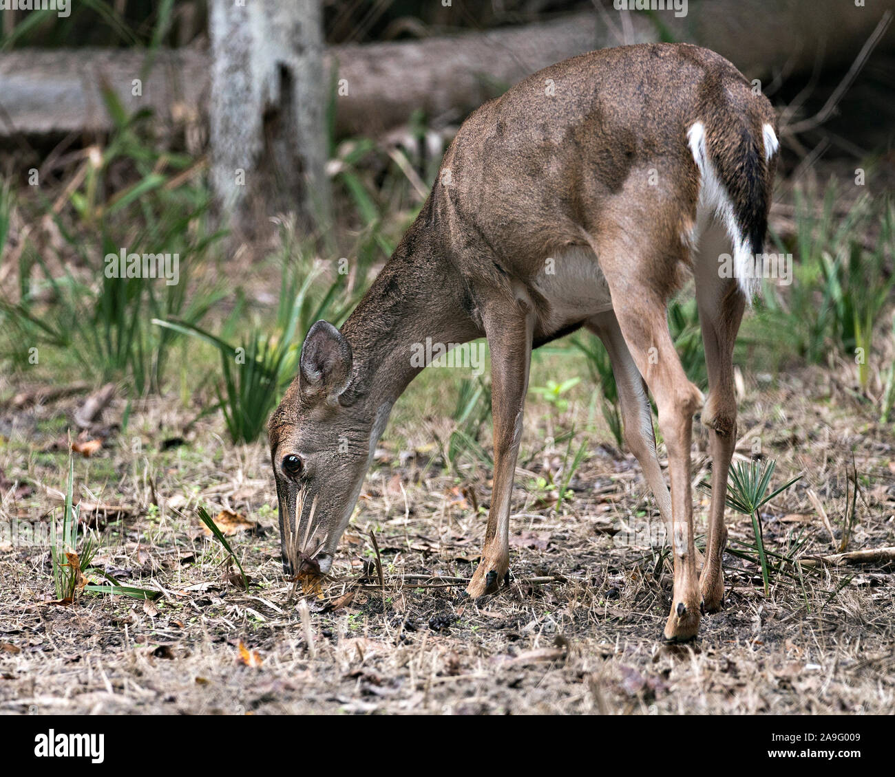Deer (Florida Key Deer) close-up  view exposing its body, head ,ears, eyes, nose, legs in its environment and surrounding with a foliage bokeh backgro Stock Photo