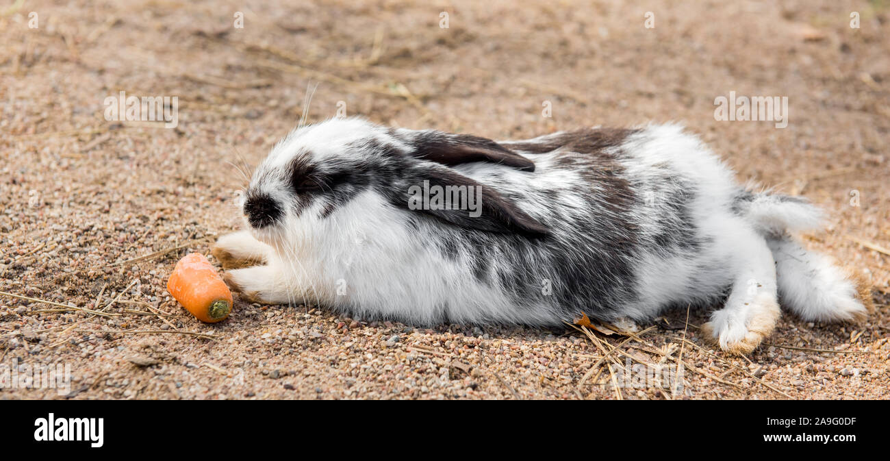 https://c8.alamy.com/comp/2A9G0DF/cute-white-easter-rabbit-eating-carrot-outside-2A9G0DF.jpg