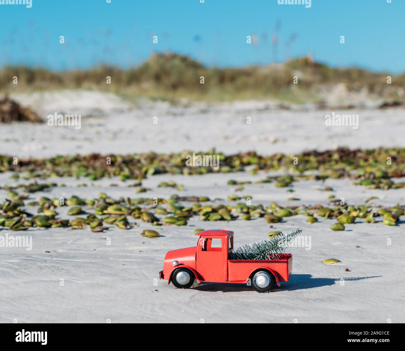 Christmas in Florida. A red pickup truck carries a Christmas tree past