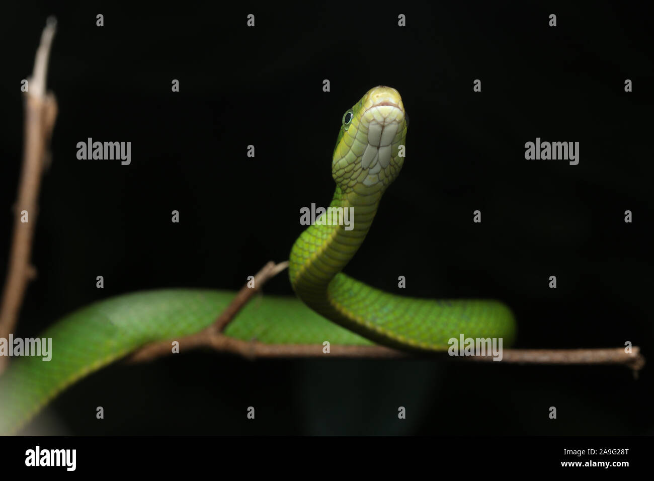 Gonyosoma prasinum, green trinket snake, green bush rat snake or green ratsnake Stock Photo