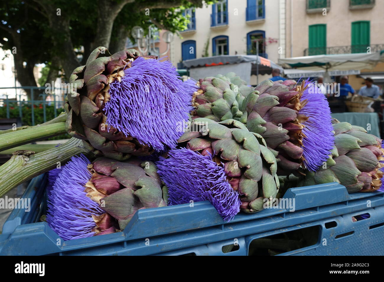 Big Flower Artichoke at the market in France - decor flora Stock Photo