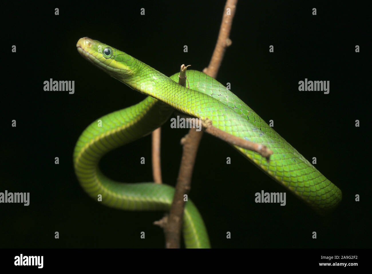 Gonyosoma prasinum, green trinket snake, green bush rat snake or green ...