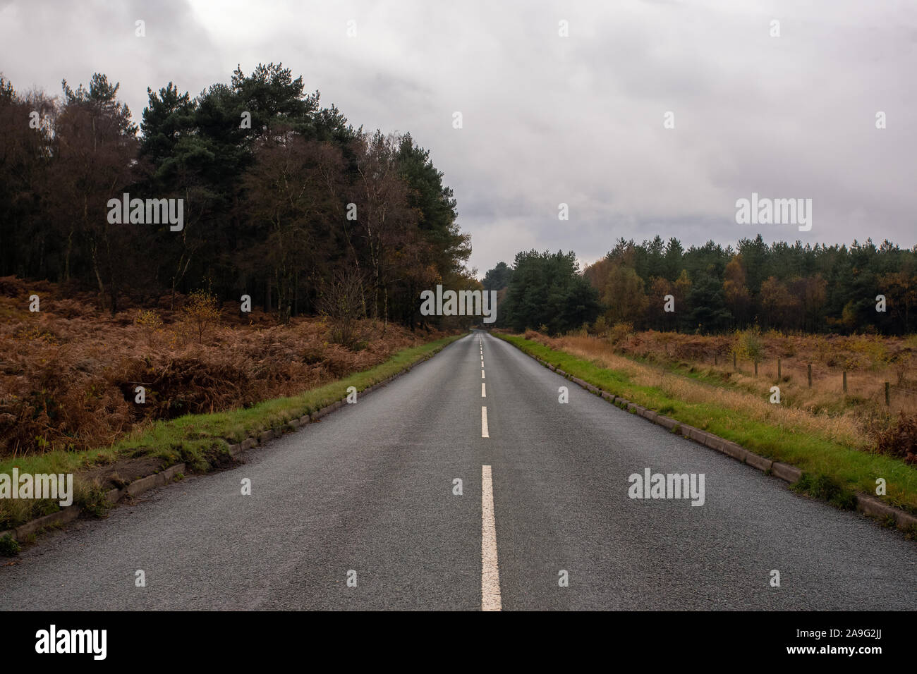 Middle of the road in a forest, cannock chase forest, autumn, landscape Stock Photo