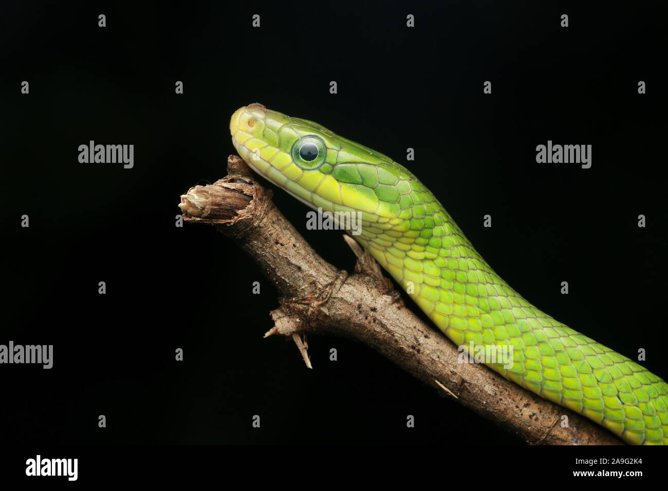 Gonyosoma prasinum, green trinket snake, green bush rat snake or green
