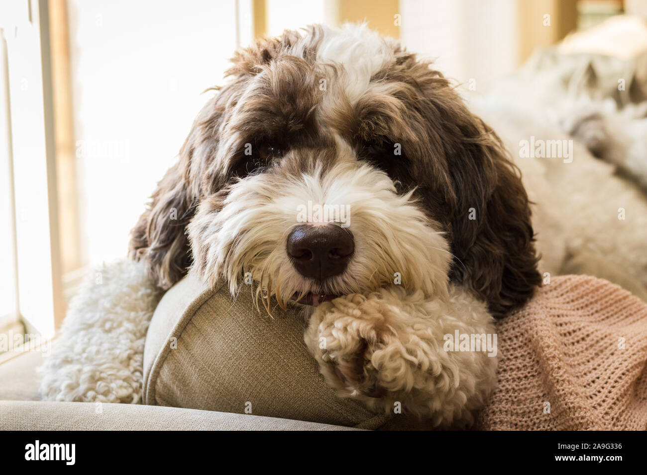 A large labradoodle puppy laying on the back of the couch. Stock Photo