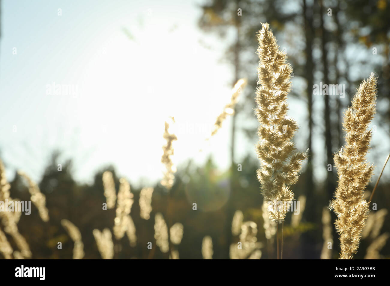Tall dried grass against forest background, space for text Stock Photo