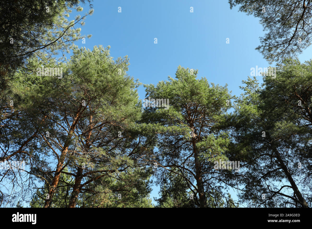 Top of pine trees against blue sky. Active leisure Stock Photo - Alamy
