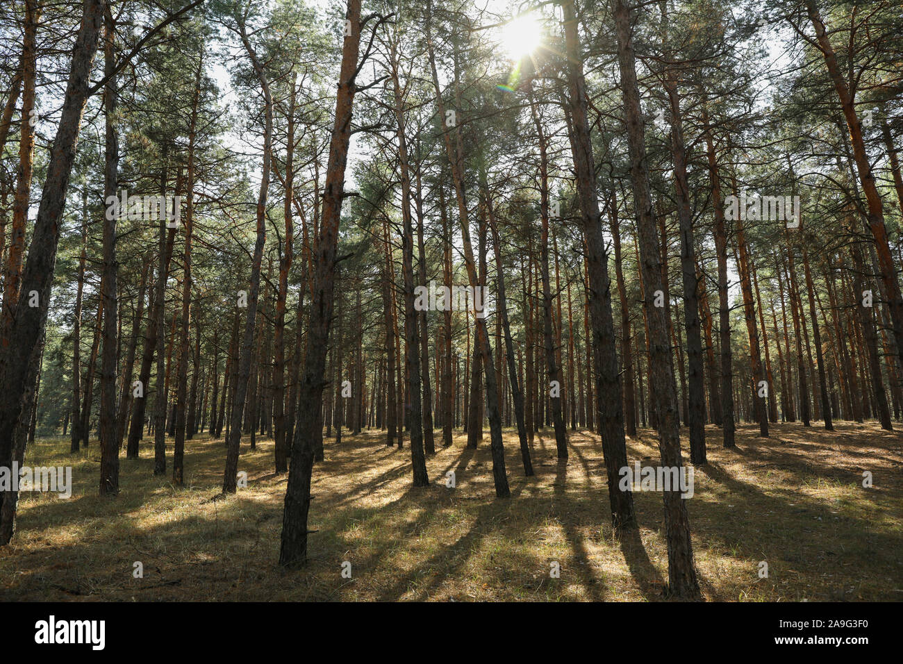 Tall pine trees in forest. Beautiful sunny day Stock Photo
