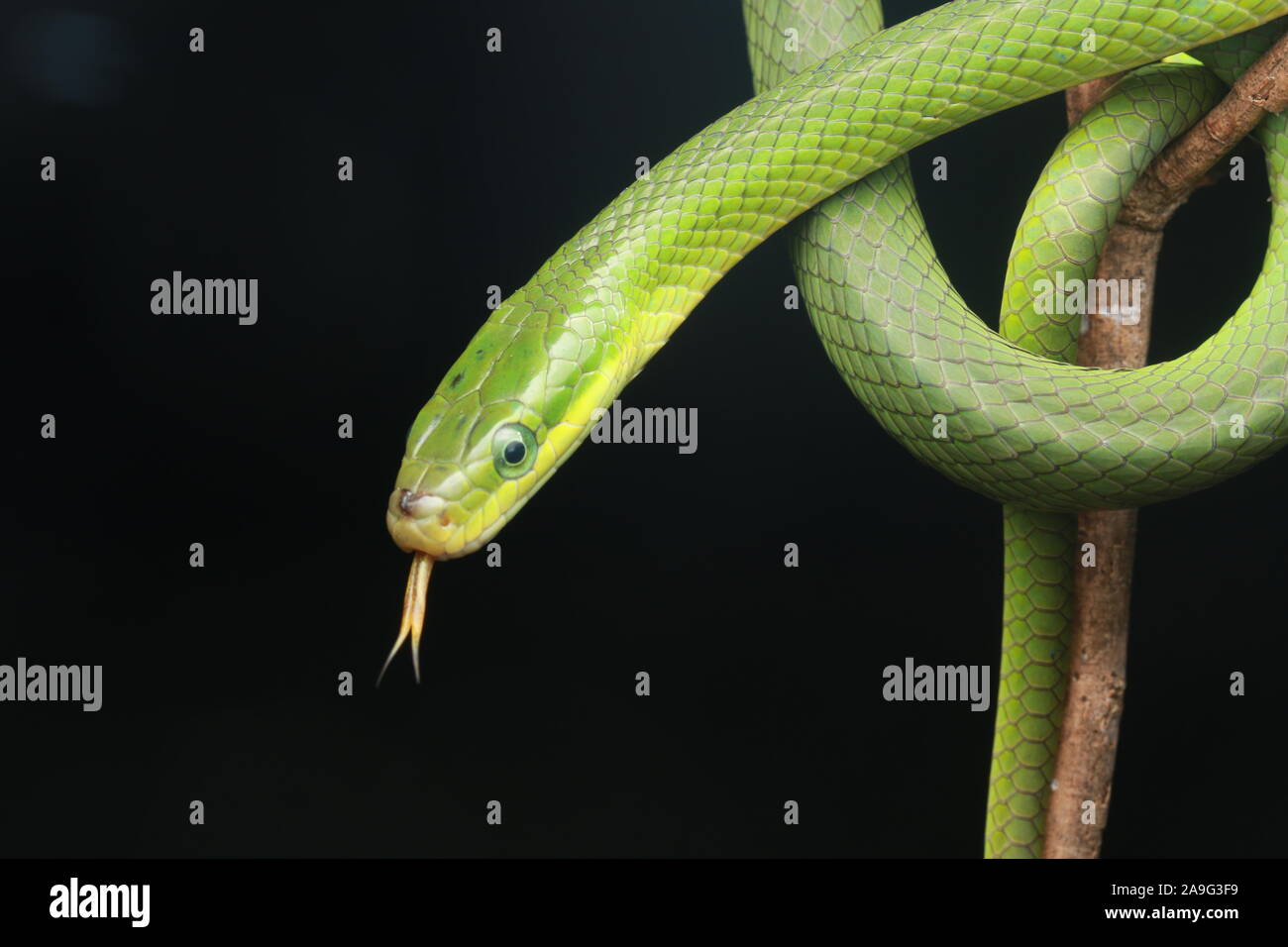 Gonyosoma prasinum, green trinket snake, green bush rat snake or green ratsnake Stock Photo
