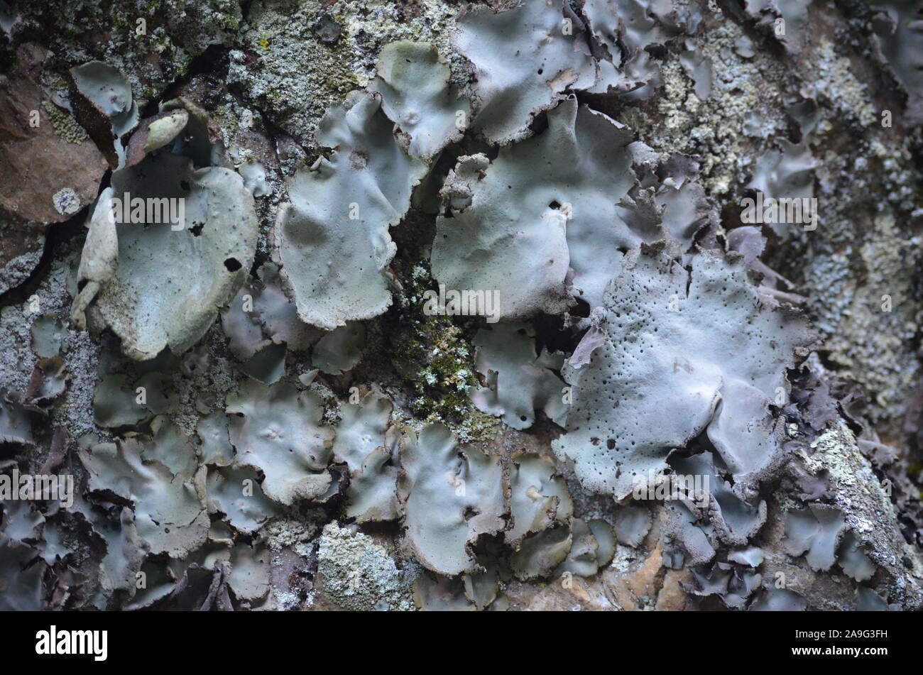 Lichens covering a cliff wall in the Sierra de la Demanda, La Rioja, Northern Spain Stock Photo