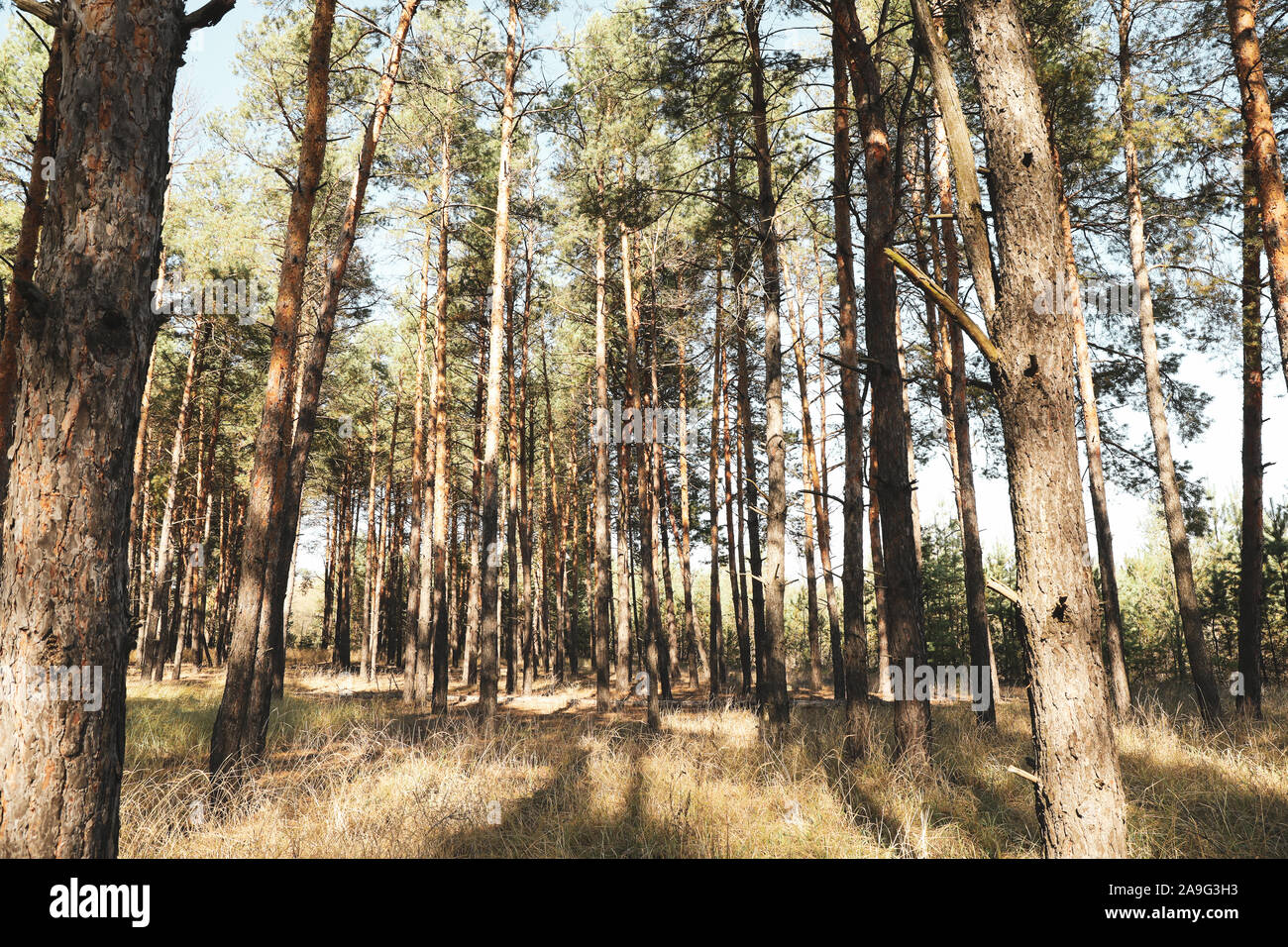 Tall pine trees in forest. Beautiful sunny day Stock Photo - Alamy