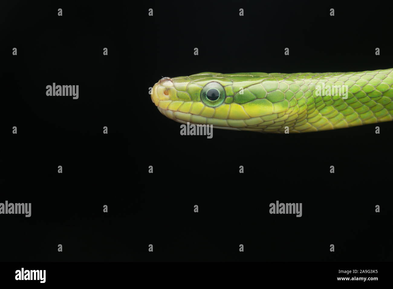 Gonyosoma prasinum, green trinket snake, green bush rat snake or green