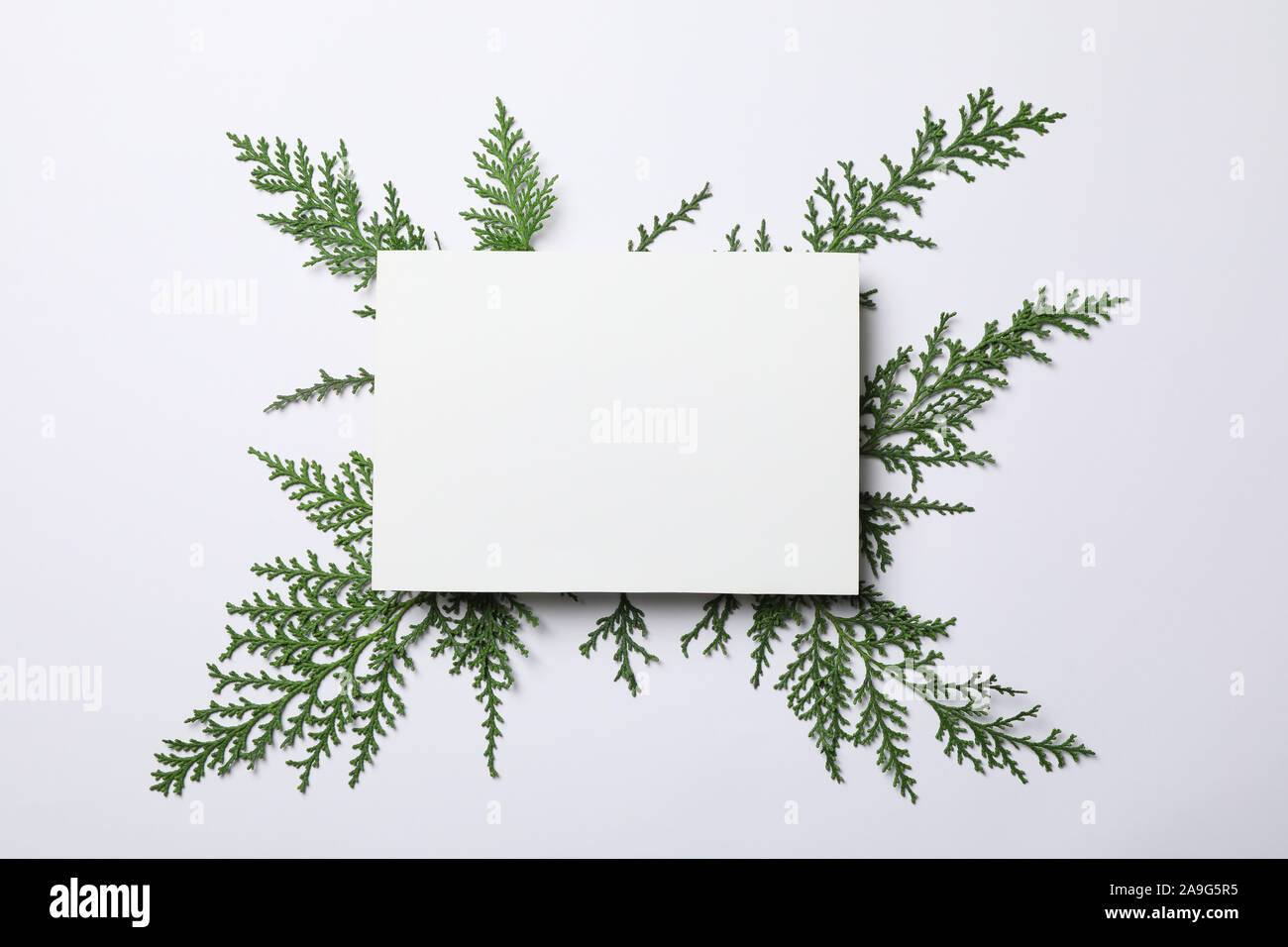 Thuja branches and empty space on white background, top view Stock Photo