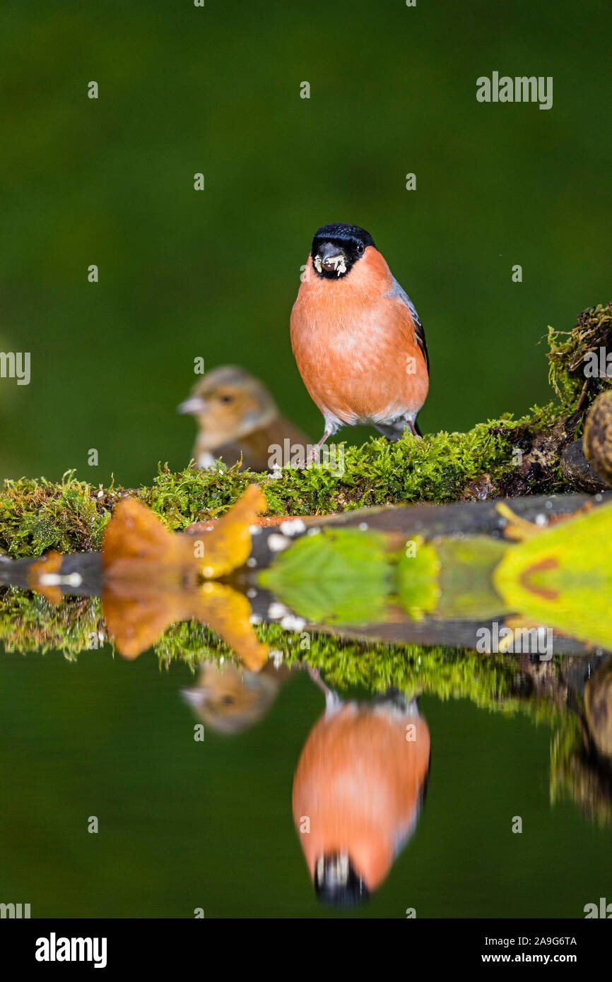 Aberystwyth, UK. 25th November 2019. A male bullfinch is visiting a bird feeding area in my garden on a cold autumnal day in mid Wales. Credt: Phil Jones/Alamy Live News Stock Photo