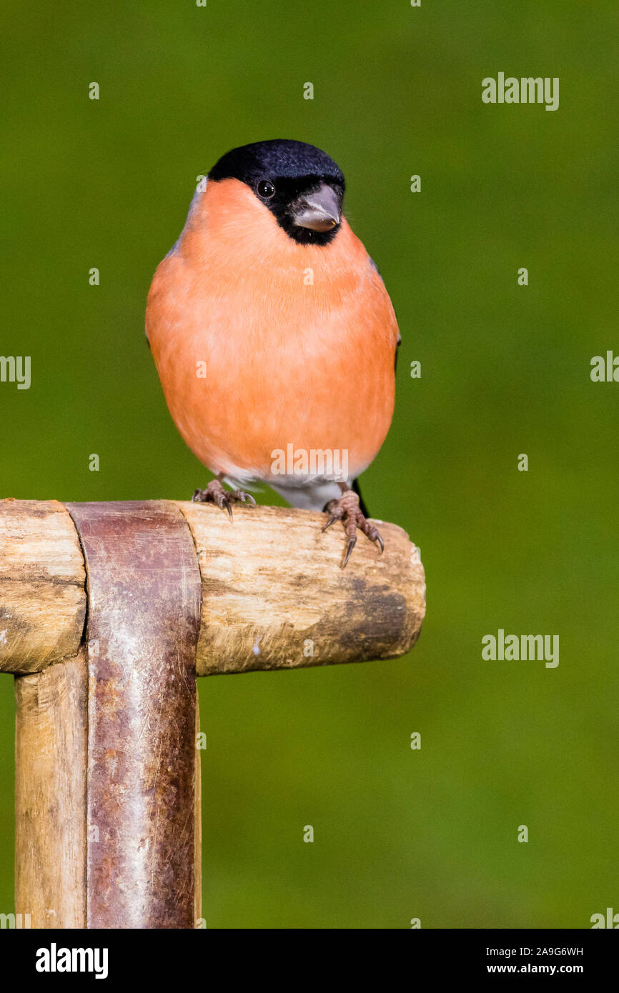 Aberystwyth, UK. 25th November 2019. A male bullfinch is visiting a bird feeding area in my garden on a cold autumnal day in mid Wales. Credt: Phil Jones/Alamy Live News Stock Photo