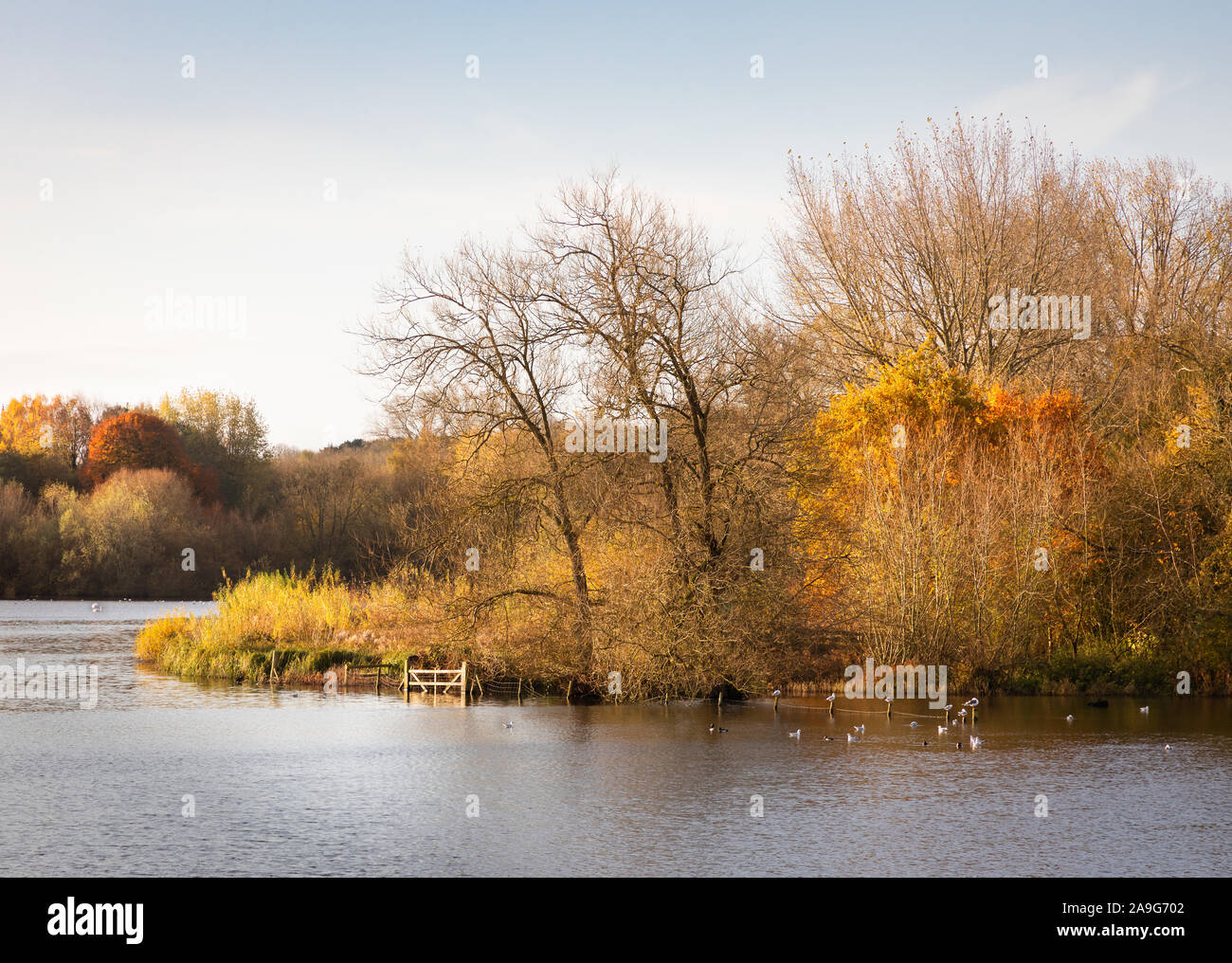 Daventry Country Park, Northamptonshire, UK: Morning sunlight catches autumn colours of leaves on trees standing by the water's edge. Stock Photo