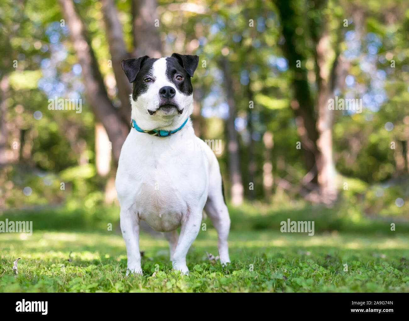 A black and white Terrier mixed breed dog standing outdoors Stock Photo ...