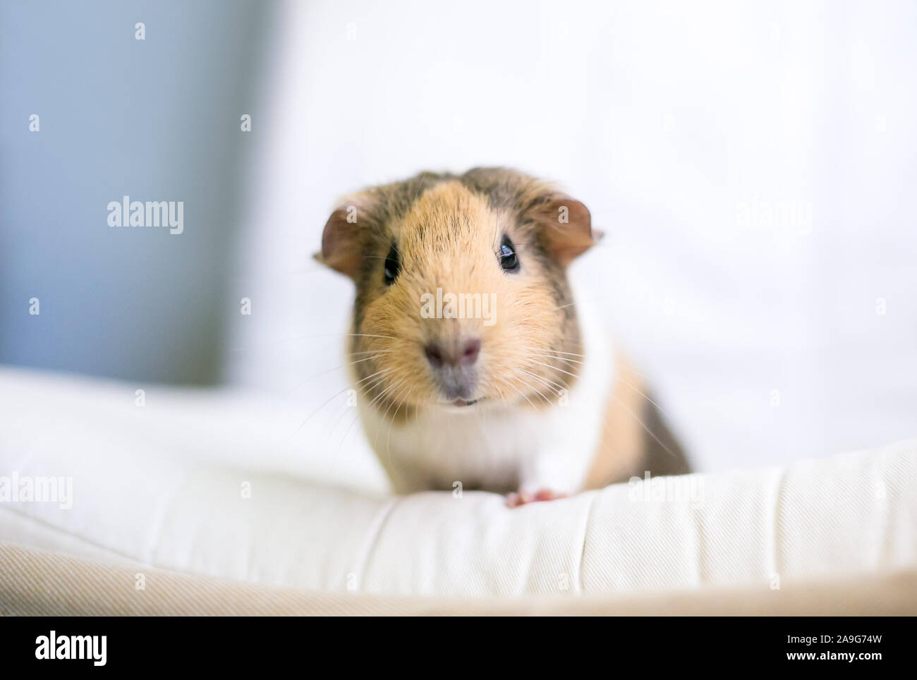 A tan and white American Guinea Pig (Cavia porcellus) looking at the camera Stock Photo