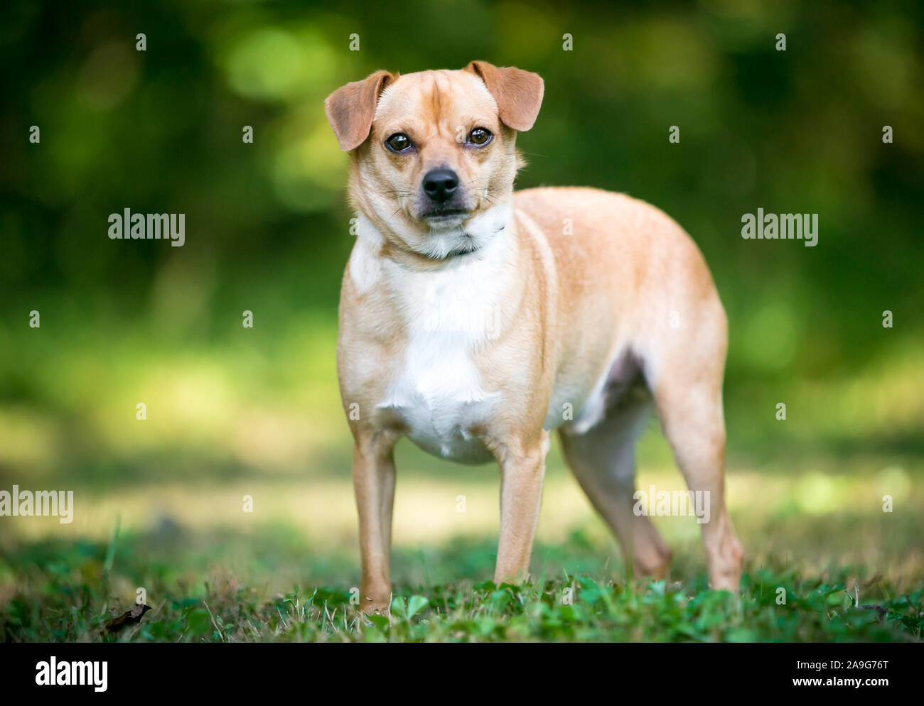 A small Terrier mixed breed dog standing outdoors Stock Photo