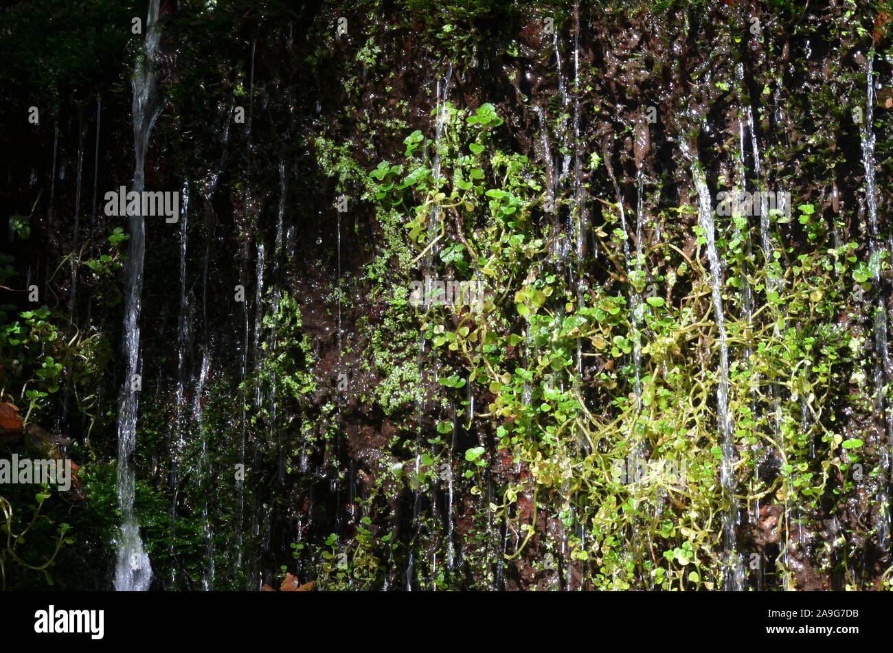 Moss in a small waterfall in Sierra de la Demanda, La Rioja, Northern Spain Stock Photo