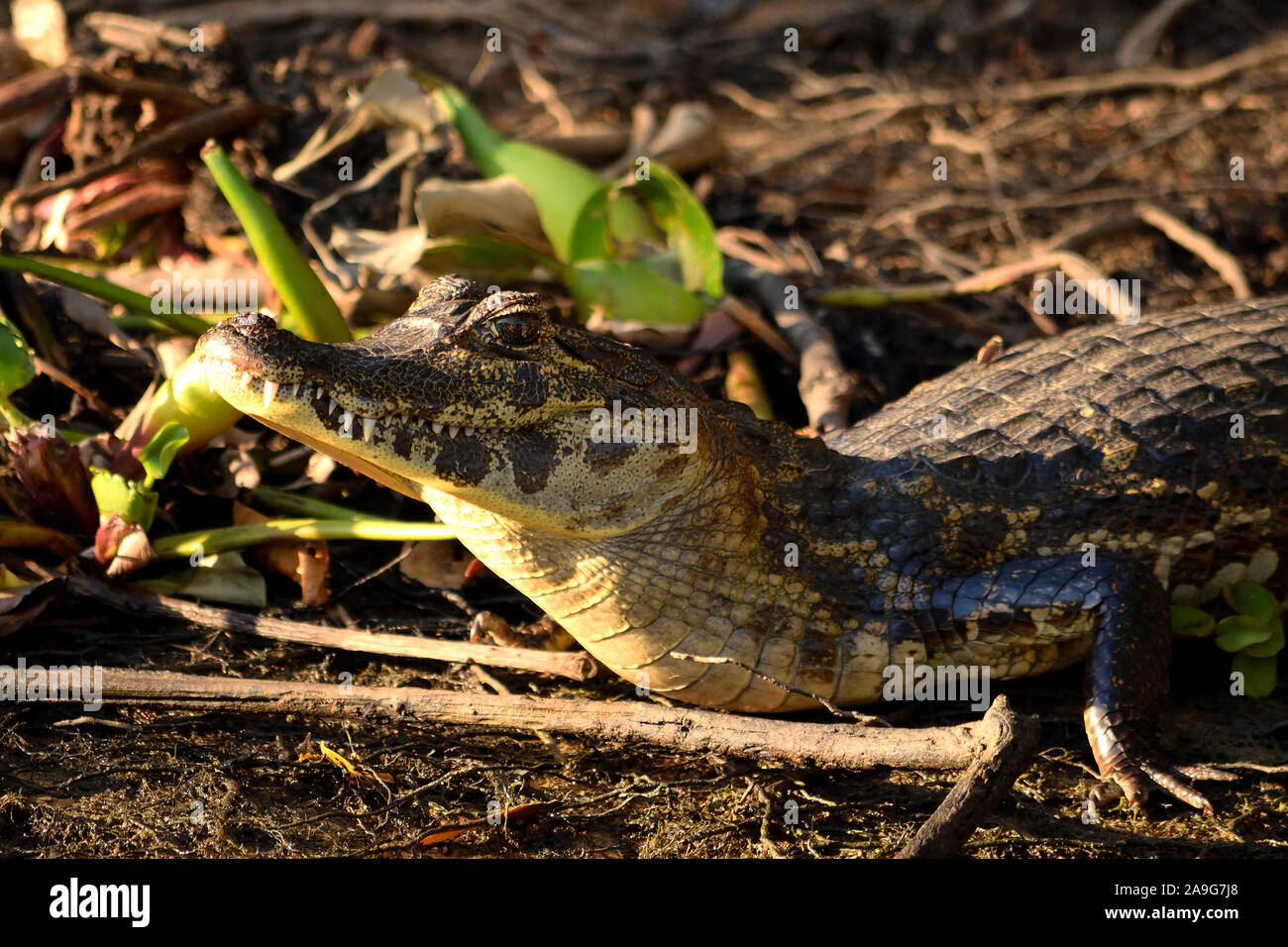 Jacare caimans, Caiman yacare, resting. Pantanal, Mato Grosso