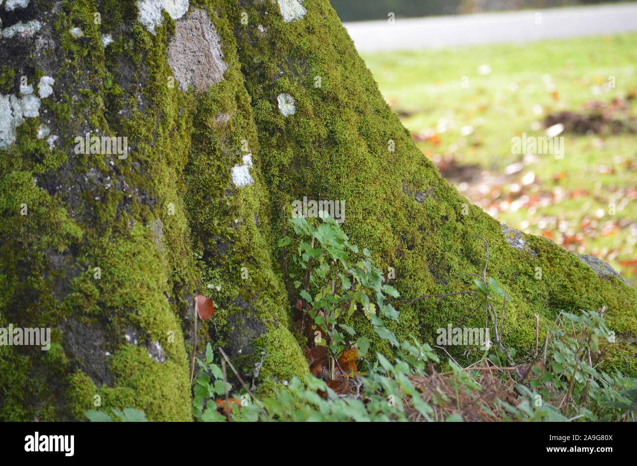 Moss covering beech trees in the Sierra de Urbasa natural park, Navarre Stock Photo